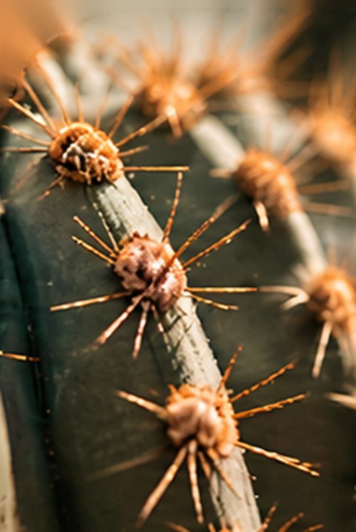 Cactus de cerca