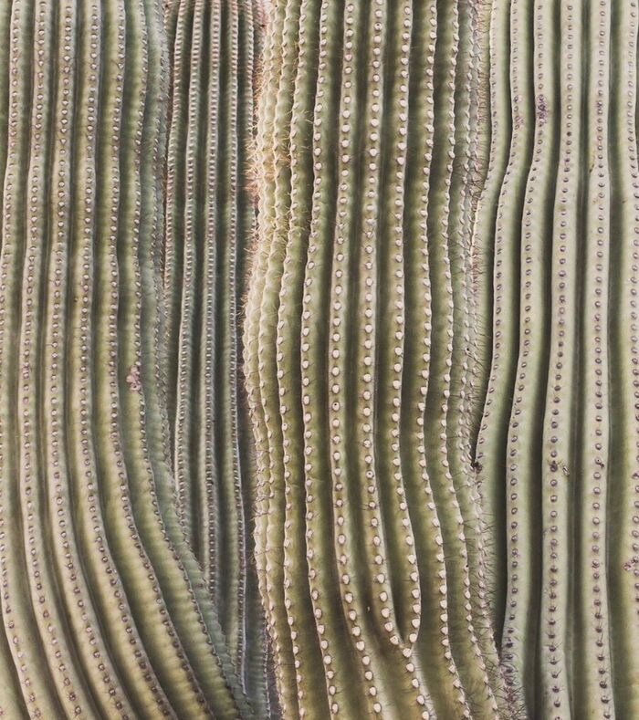 Textura de cactus